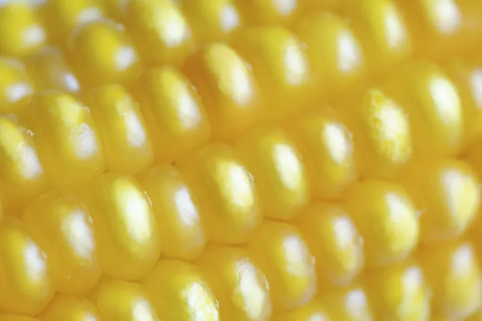Framed Print : Corn (Zea mays), Print of Corn Cob Detail Framed Print : Corn (Zea mays), Print of Corn Cob Detail