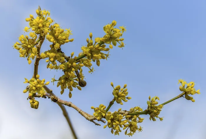 Framed Print : Cornus mas Print from imageBROKER Framed Print : Cornus mas Print from imageBROKER