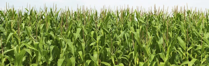 Framed Print : Cornfield Print by imageBROKER Framed Print : Cornfield Print by imageBROKER
