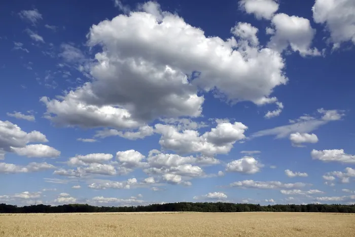 Framed Print : Cornfield with Clouds Print Framed Print : Cornfield with Clouds Print