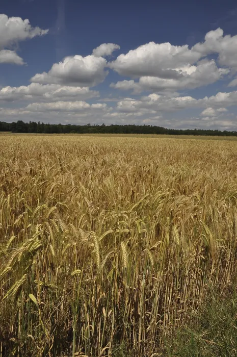 Framed Print : Ripe Cornfield Landscape Print