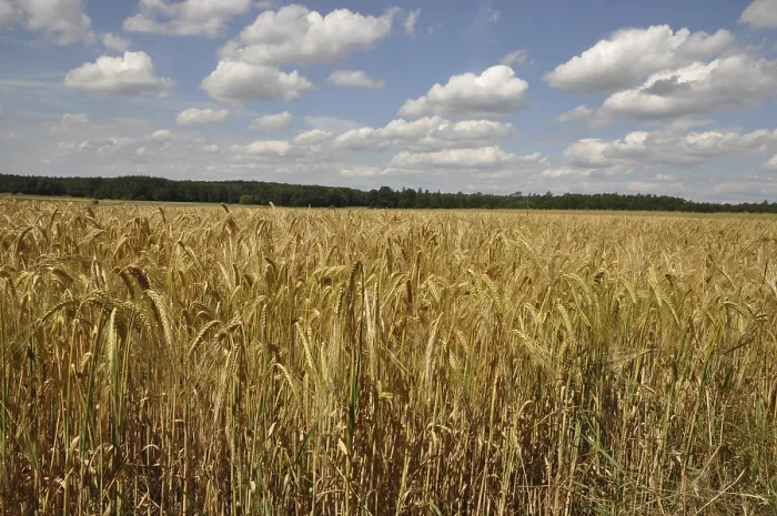 Framed Print : Ripe Cornfield Print, Summer Landscape Framed Print : Ripe Cornfield Print, Summer Landscape