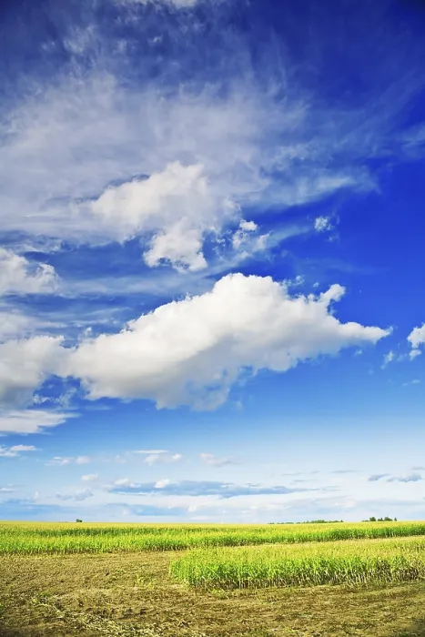 Framed Print : Cornfield and Sky Print