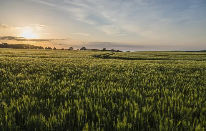 Framed Print : Cornfields in the Evening Print, Bad Boltenhagen, Germany Framed Print : Cornfields in the Evening Print, Bad Boltenhagen, Germany