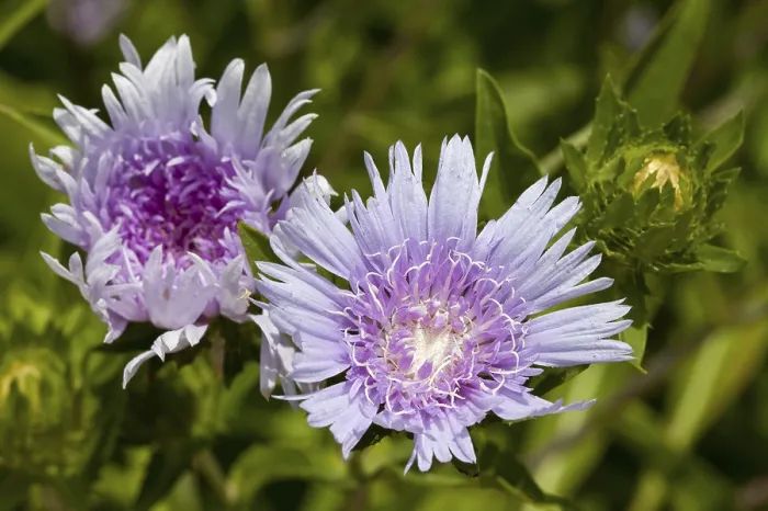 Framed Print : Cornflower Aster Print - Stokesia laevis Framed Print : Cornflower Aster Print - Stokesia laevis