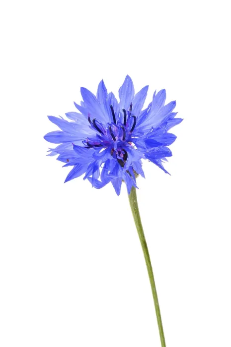 Framed Print : Cornflower (Centaurea cyanus) Print
