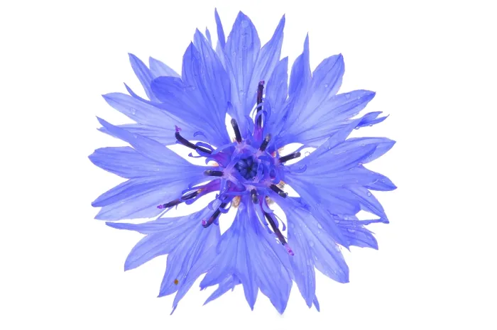 Framed Print : Centaurea cyanus Print - Cornflower Framed Print : Centaurea cyanus Print - Cornflower