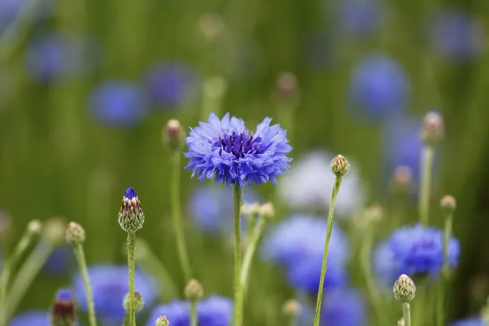 Framed Print : Centaurea cyanus Print - Cornflower Framed Print : Centaurea cyanus Print - Cornflower