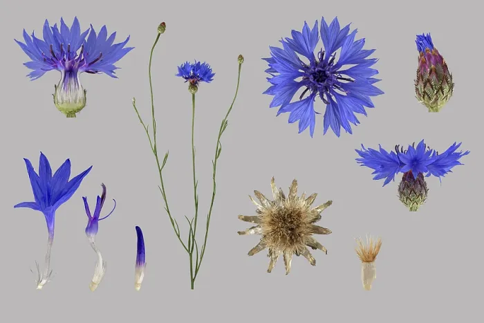Framed Print : Cornflower (Centaurea cyanus) Print, Germany Framed Print : Cornflower (Centaurea cyanus) Print, Germany