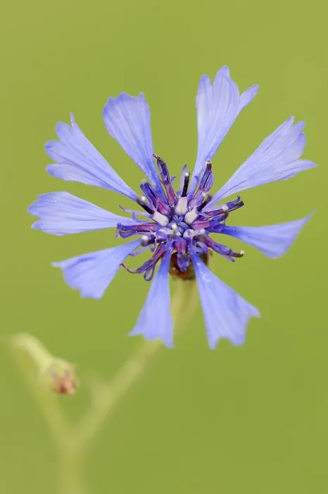 Framed Print : Cornflower (Centaurea cyanus) Print, North Rhine-Westphalia, Germany Framed Print : Cornflower (Centaurea cyanus) Print, North Rhine-Westphalia, Germany