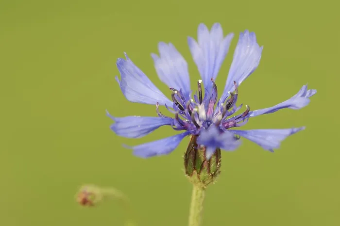 Framed Print : Cornflower (Centaurea cyanus) Print, North Rhine-Westphalia, Germany Framed Print : Cornflower (Centaurea cyanus) Print, North Rhine-Westphalia, Germany