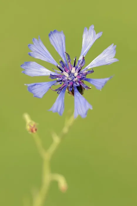 Framed Print : Cornflower (Centaurea cyanus) Print, Germany Framed Print : Cornflower (Centaurea cyanus) Print, Germany