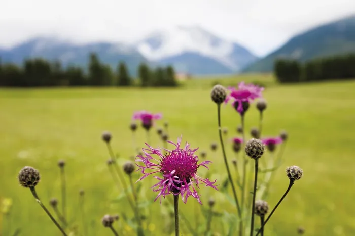 Framed Print : Cornflower Print, Karwendelgebirge Mountains, Germany Framed Print : Cornflower Print, Karwendelgebirge Mountains, Germany