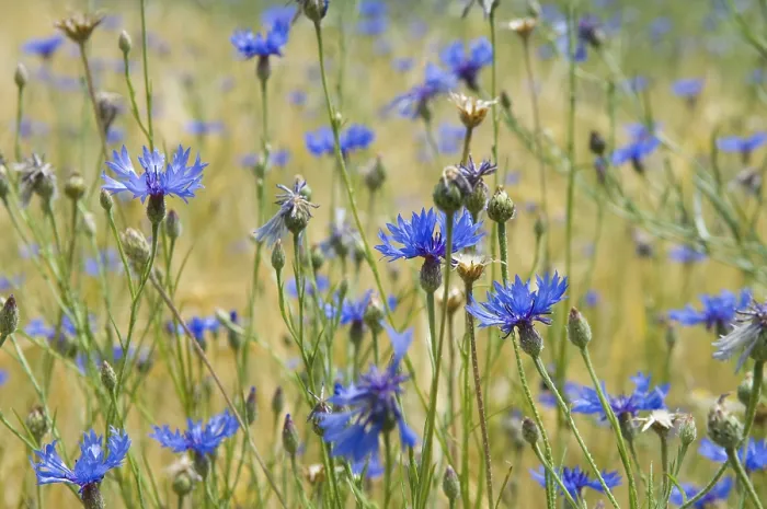 Framed Print : Cornflowers (Centaurea cyanus) Print Framed Print : Cornflowers (Centaurea cyanus) Print