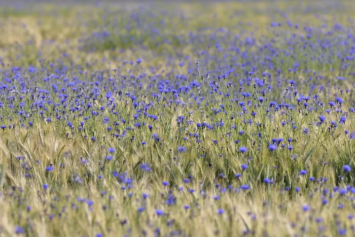 Framed Print : Cornflowers in a Cornfield Print, Germany Framed Print : Cornflowers in a Cornfield Print, Germany