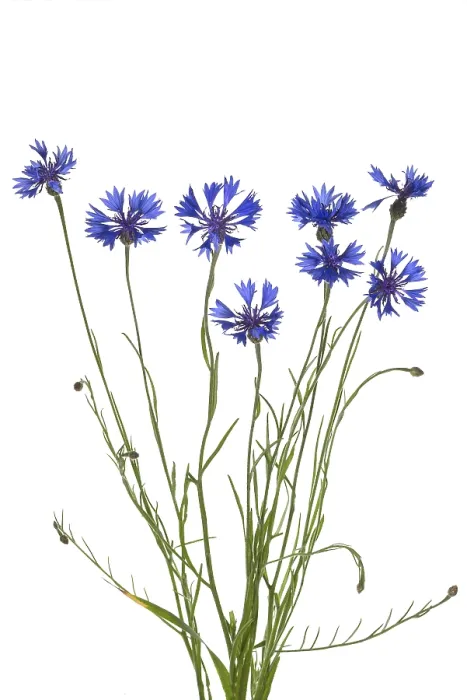 Framed Print : Cornflowers (Centaurea cyanus) Print, Germany Framed Print : Cornflowers (Centaurea cyanus) Print, Germany