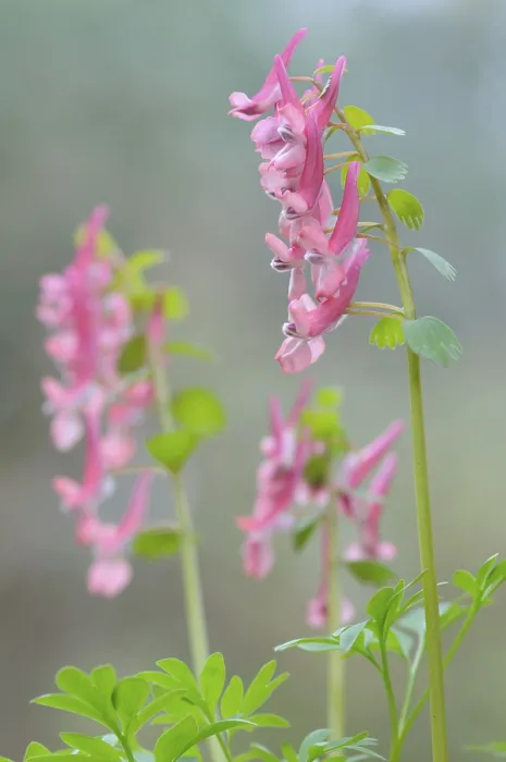 Framed Print : Corydalis solida Print, Emsland, Lower Saxony, Germany Framed Print : Corydalis solida Print, Emsland, Lower Saxony, Germany