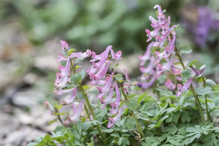 Framed Print : Corydalis solida Print, Emsland, Germany