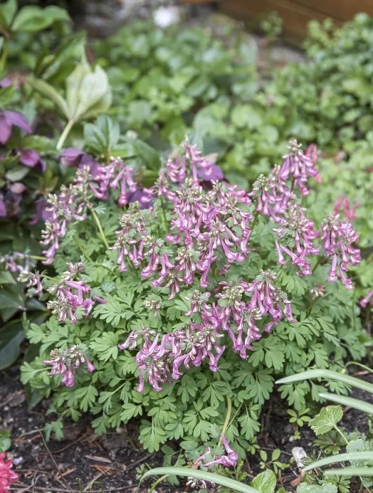 Framed Print : Corydalis solida Print - ImageBROKER Framed Print : Corydalis solida Print - ImageBROKER
