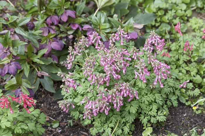 Framed Print : Corydalis solida Print - Spring Flowering Corydalis Framed Print : Corydalis solida Print - Spring Flowering Corydalis