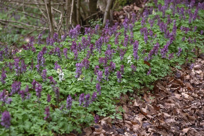 Framed Print : Corydalis solida Print, Grossenohe, Germany Framed Print : Corydalis solida Print, Grossenohe, Germany
