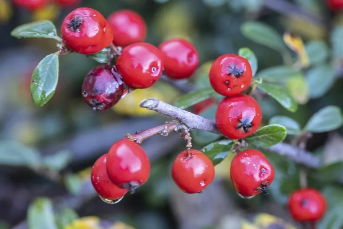 Framed Print : Cotoneaster (Cotoneaster horizontalis) Print, Emsland, Germany Framed Print : Cotoneaster (Cotoneaster horizontalis) Print, Emsland, Germany