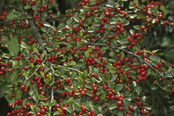 Framed Print : Cotoneaster horizontalis Print Framed Print : Cotoneaster horizontalis Print