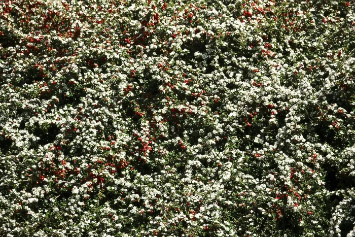 Framed Print : Cotoneaster Print, May in Germany Framed Print : Cotoneaster Print, May in Germany
