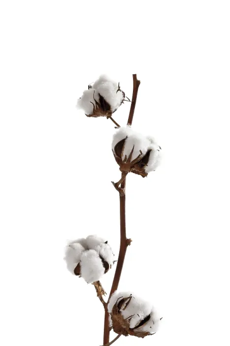 Framed Print : Cotton Blossom Print