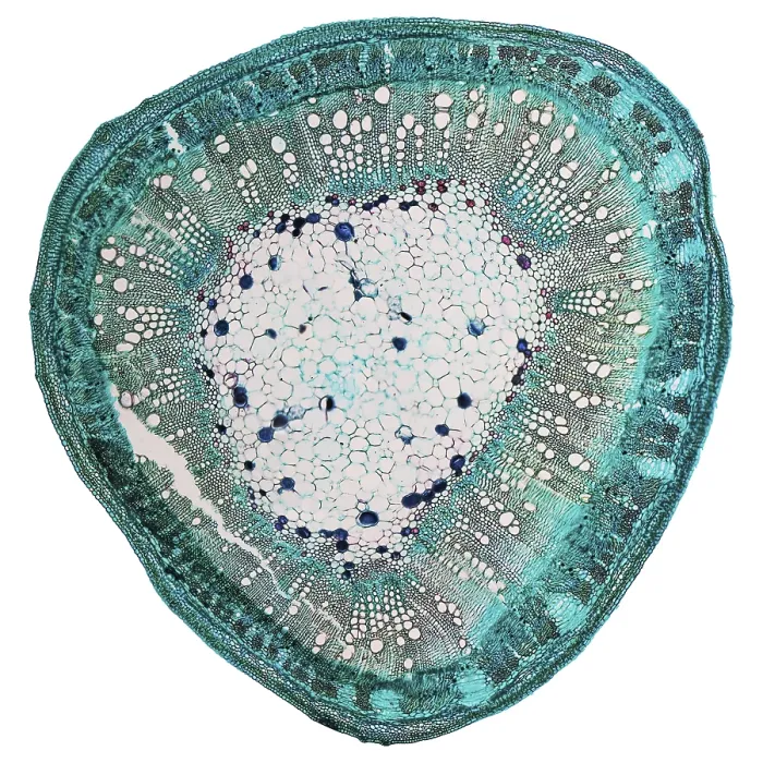 Framed Print : Cotton Stem Micrograph Print Framed Print : Cotton Stem Micrograph Print