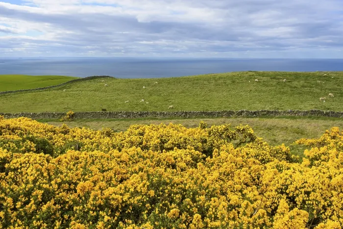 Framed Print : Countryside Print with Common Gorse in Spring, Scotland Framed Print : Countryside Print with Common Gorse in Spring, Scotland