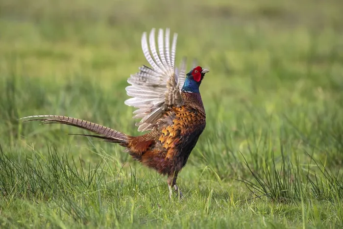 Framed Print : Common Pheasant Print Framed Print : Common Pheasant Print