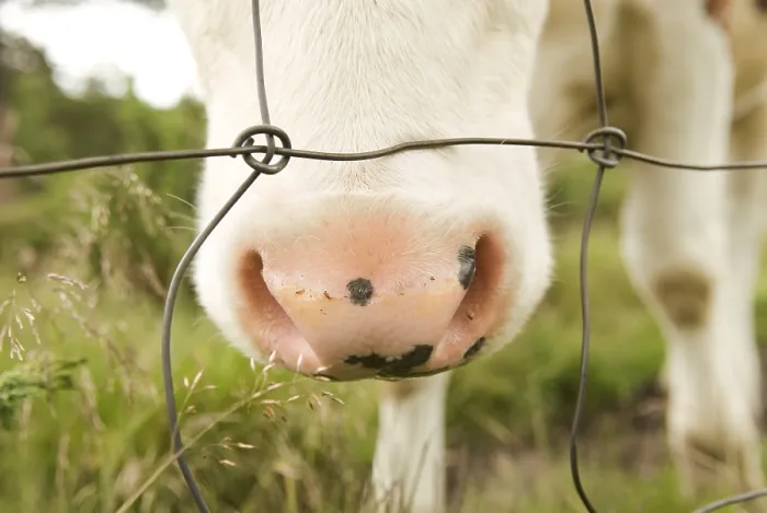 Framed Print : Cow at Grass Print - Muzzle Close-Up Framed Print : Cow at Grass Print - Muzzle Close-Up