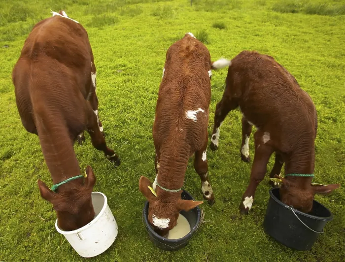 Framed Print : Cows Eating Cows Print by ImageBROKER Framed Print : Cows Eating Cows Print by ImageBROKER