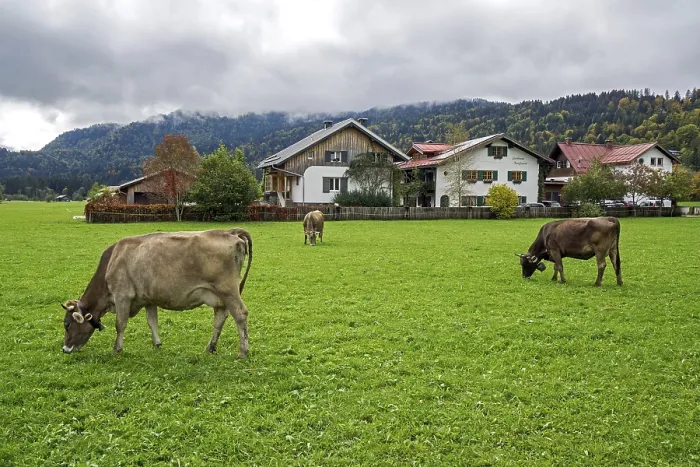 Framed Print : Cows in the pasture Print, Oberstdorf, Bavaria, Germany Framed Print : Cows in the pasture Print, Oberstdorf, Bavaria, Germany