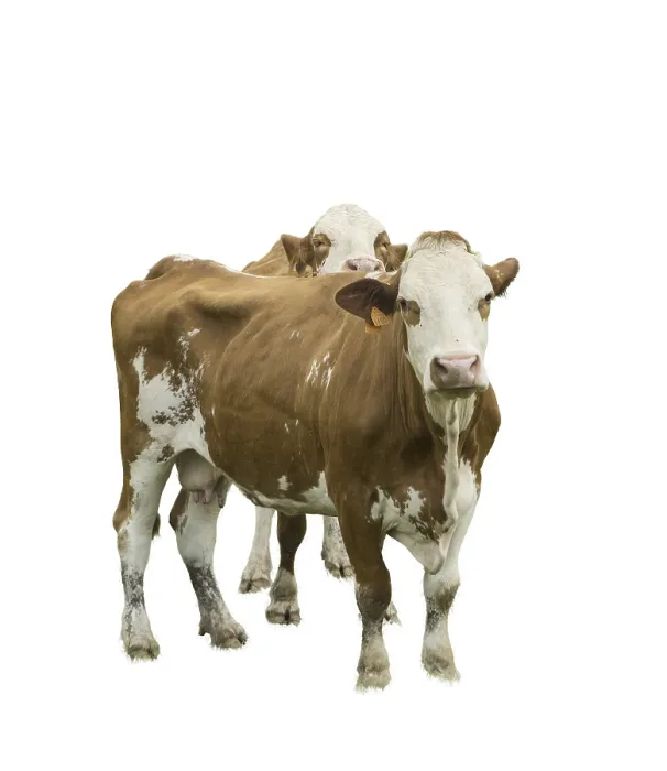 Framed Print : Two Cows Print on Transparent Background Framed Print : Two Cows Print on Transparent Background