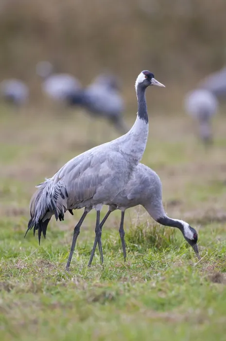 Framed Print : A Crane Print in a German Meadow Framed Print : A Crane Print in a German Meadow