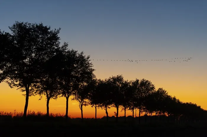 Framed Print : Autumn Crane Migration Print Framed Print : Autumn Crane Migration Print