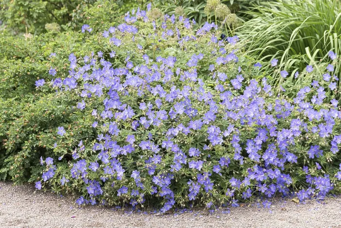 Framed Print : Cranesbill (Geranium 'Brookside') Print Framed Print : Cranesbill (Geranium 'Brookside') Print