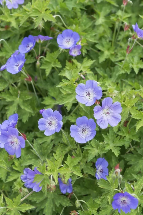 Framed Print : Cranesbill (Geranium ROZANNE) Print Framed Print : Cranesbill (Geranium ROZANNE) Print