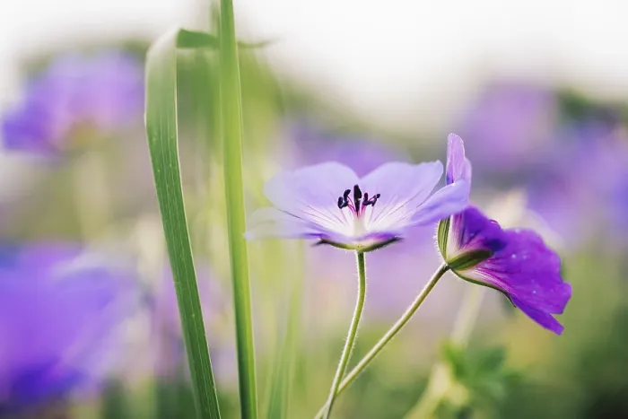 Framed Print : Cranesbill Print - Delicate Purple Flowers Framed Print : Cranesbill Print - Delicate Purple Flowers