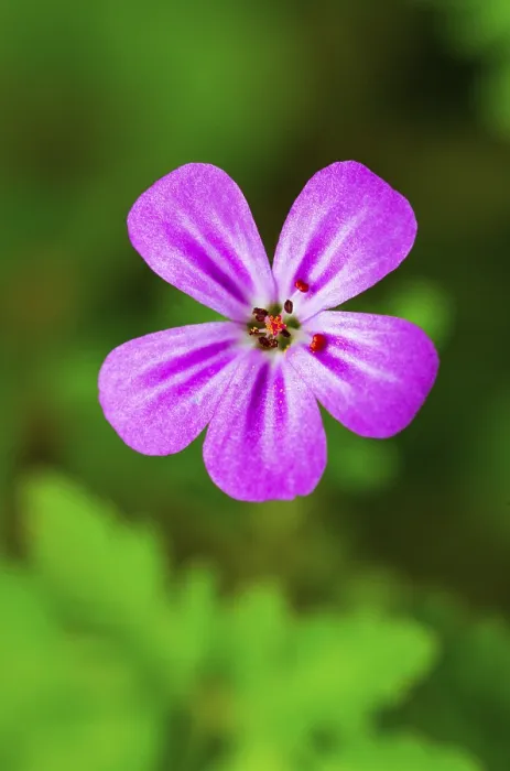 Framed Print : Cranesbill Print, Upper Austria, Austria Framed Print : Cranesbill Print, Upper Austria, Austria