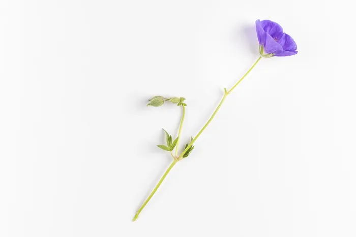Framed Print : Cranesbill (Geranium) Print on White Background Framed Print : Cranesbill (Geranium) Print on White Background