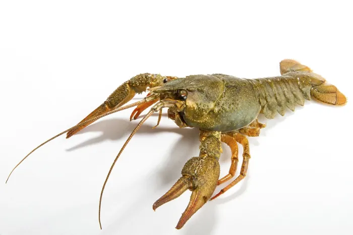 Framed Print : Crayfish Print on White Background