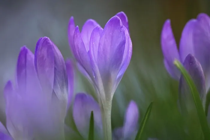 Framed Print : Crocus Crocus Print Framed Print : Crocus Crocus Print
