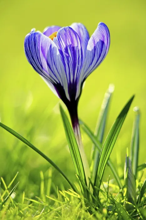 Framed Print : Crocus Blooms Print - Spring Florals Framed Print : Crocus Blooms Print - Spring Florals