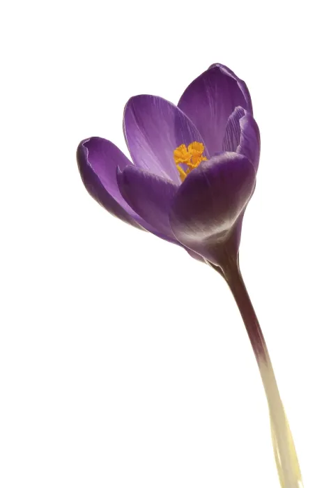 Framed Print : Crocus (Crocus) Print by imageBROKER Framed Print : Crocus (Crocus) Print by imageBROKER