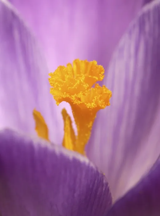 Framed Print : Crocus (Crocus) Print - Spring Bloom Framed Print : Crocus (Crocus) Print - Spring Bloom