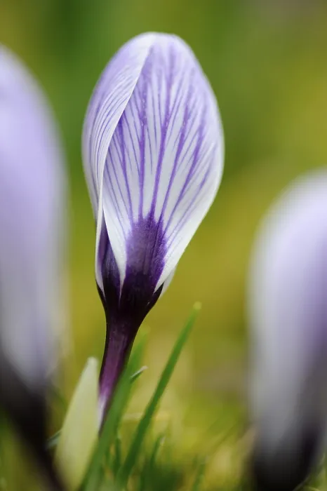 Framed Print : Crocus Print - Spring Blooming Flower Framed Print : Crocus Print - Spring Blooming Flower