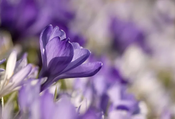 Framed Print : Crocus Print - Spring Flowering Plant Framed Print : Crocus Print - Spring Flowering Plant